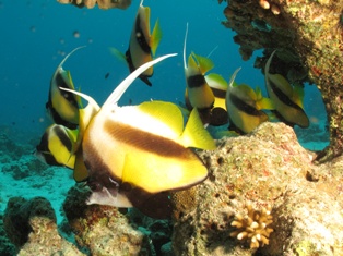 Heniocus intermedius